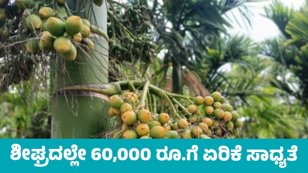 One Quintal Arecanut Prices Likely to Reach 60 000 in a Few Days