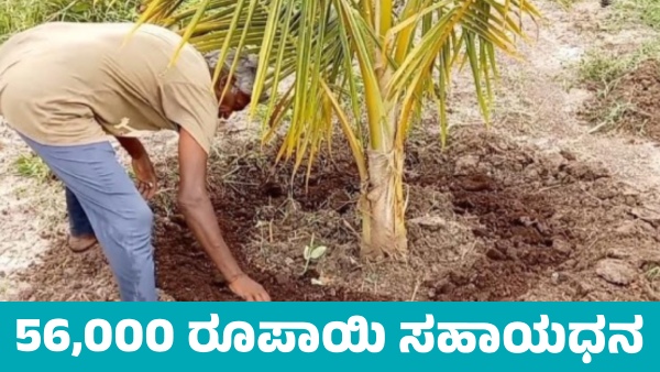 Coconut Farmers to Receive 56 000 Financial Aid Coconut Farmers to Receive 56 000 Financial Aid