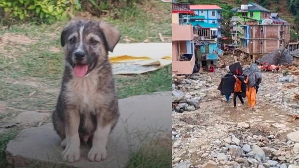 Watch Viral News of Hero Dog Rocky Saves 63 Lives from Landslide in Himachal Pradesh Watch Viral News of Hero Dog Rocky Saves 63 Lives from Landslide in Himachal Pradesh