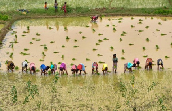 Despite good rains farmers in Karnataka face fertilizer and seed shortages Opposition to government s move