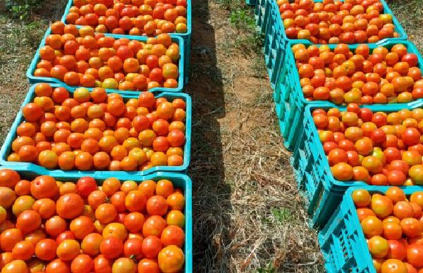 Tomato prices have suddenly increased drastically Here s how much it costs per kg
