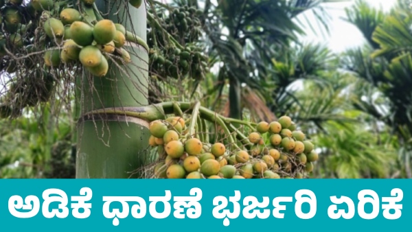 Arecanut Price increased in Davanagere market on August 5