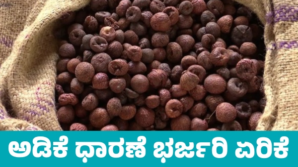 Arecanut Price increased on October 12 Know details