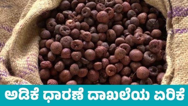 Arecanut Price increased on October 14 Know details