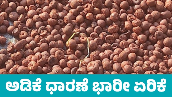 Arecanut Price increased on October 7 Know details