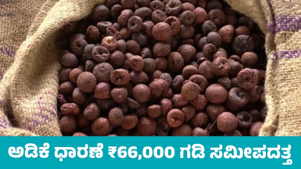 Arecanut Price increased for 65 599 on October 9 Know details