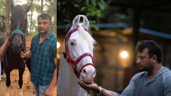 Actor Darshan Beloved Horses Put Up For Sale By Family Manager Clarifies Real Reason