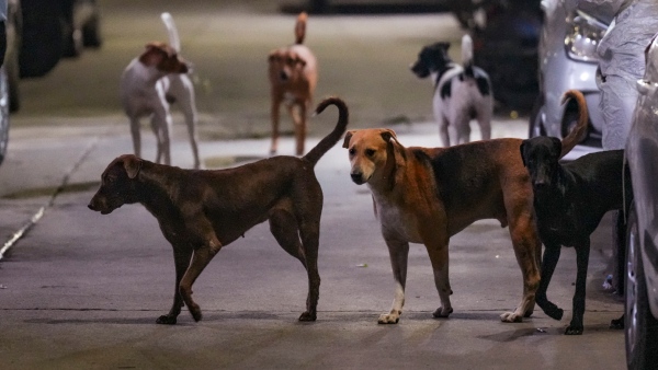 Bengaluru North City Corporation Plans Action for Aggressive Stray Dogs After Supreme Court Order Bengaluru North City Corporation Plans Action for Aggressive Stray Dogs After Supreme Court Order