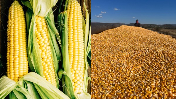 Basavaraj Bommai Slams Karnataka Government Over Maize Procurement and MSP Demand Basavaraj Bommai Slams Karnataka Government Over Maize Procurement and MSP Demand