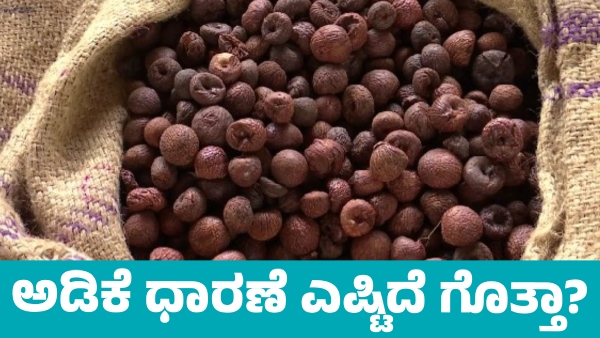 Arecanut prices increased on December 2 Know details Arecanut prices increased on December 2 Know details