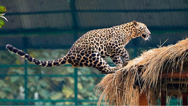 Leopard threat in the area around Hubballi airport Leopard threat in the area around Hubballi airport