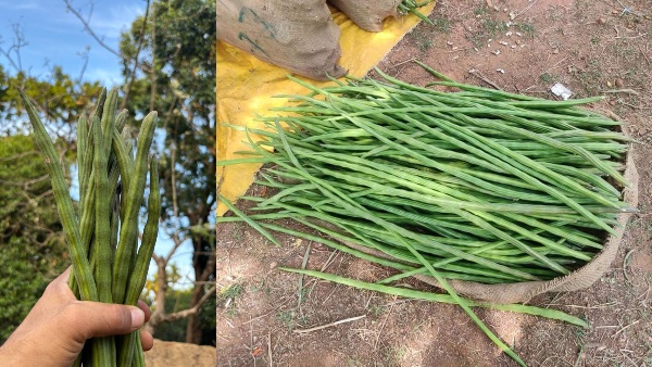 Drumstick Price 700 Per KG Costlier Than Chicken Mutton