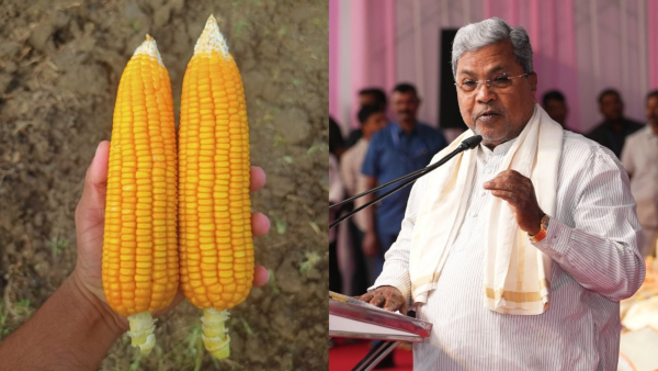 Maize should be purchased at the minimum support price of 2400 Siddaramaiah Maize should be purchased at the minimum support price of 2400 Siddaramaiah