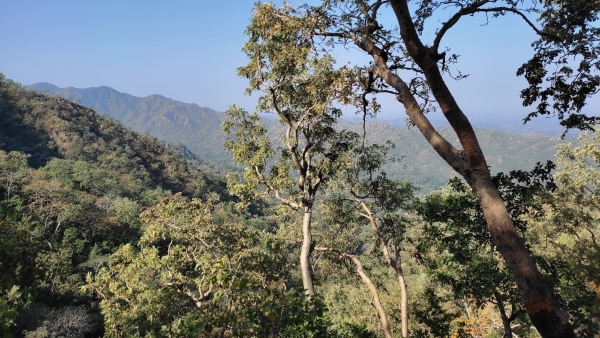Aravalli Green Patch Amid Desert Landscape Writes Rahmat Tarikere Aravalli Green Patch Amid Desert Landscape Writes Rahmat Tarikere