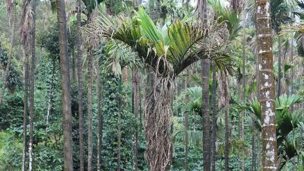 Arecanut Leaf Spot Disease Arecanut Leaf Spot Disease