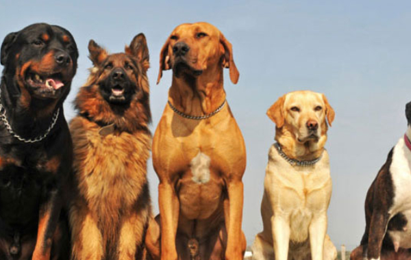 Bengaluru Pet Dog Bengaluru Pet Dog