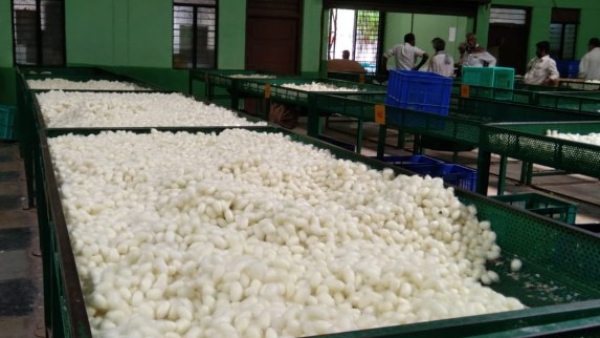 Silkworm Cocoon Price Silkworm Cocoon Price
