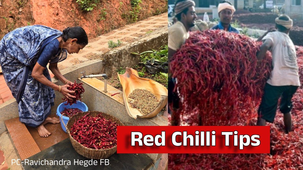 ಒಣ ಮೆಣಸಿನಕಾಯಿ ಬಳಸುವ ಮುನ್ನ ಈ ಕೆಲಸ ಮಾಡಿದ್ದೀರಾ? ಆರೋಗ್ಯ ಕಾಪಾಡಲು ಇಲ್ಲಿದೆ ಸೂಪರ್ ಐಡಿಯಾ