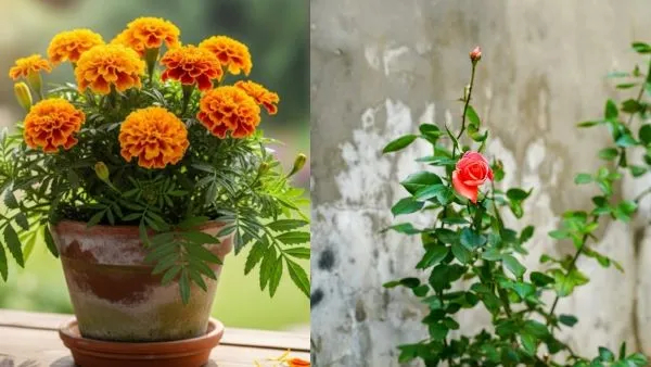 Vastu Plants Vastu Plants