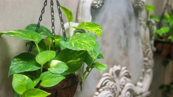 6 Best Indoor Plants