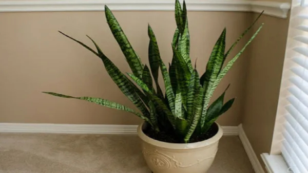 6 Best Indoor Plants