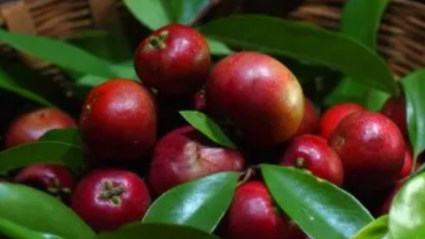 7 Forgotten Summer Fruits