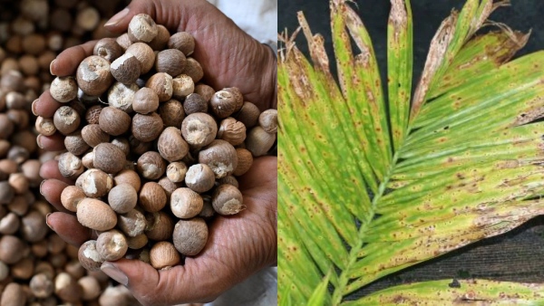 Arecanut