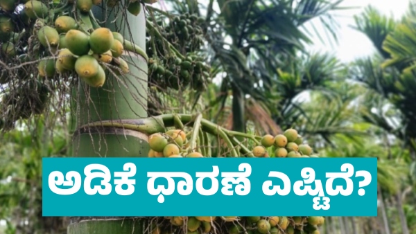 Arecanut Price Details on April 27 2026 in Davanagere Marcket Know Complete Statistics Details