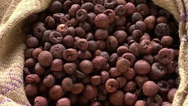 Arecanut Price has increased on April 13 2026 in Davanagere Marcket Know Complete Statistics Details