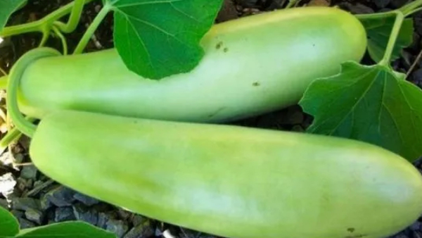 Bottle Gourd Juice