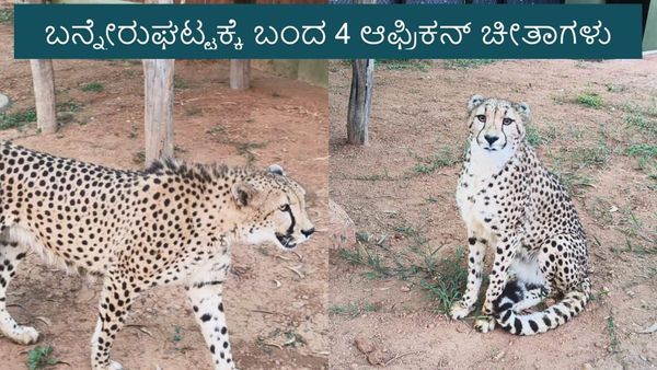 African Cheetahs
