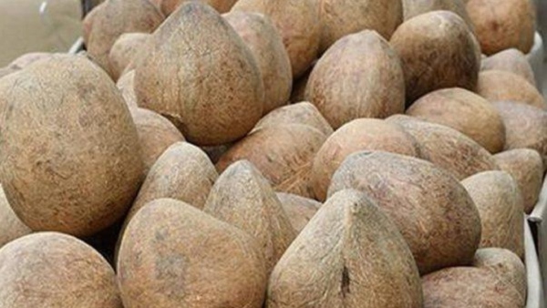 Copra Prices Skyrocket to 36 006 per Quintal at Tumakuru District s Tiptur APMC Market Know detail