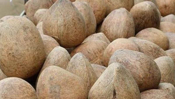 Copra Price Falls in Tiptur APMC Latest Rates Drop After Touching Rs 38 000 Know Statistics Detail