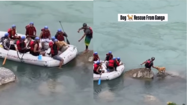 Dog Rescue Dog Rescue