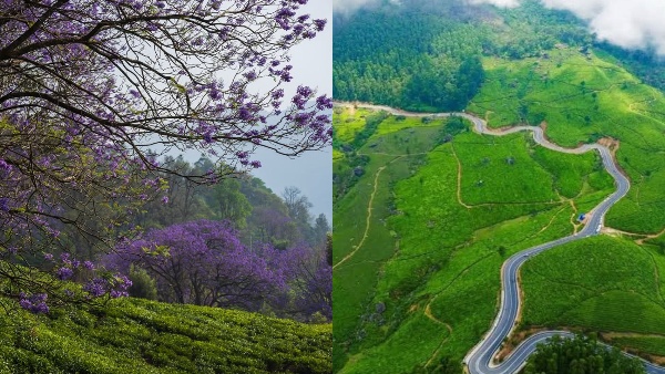 IRCTC Munnar Tour Package