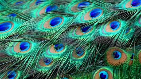 Peacock Feathers at Home