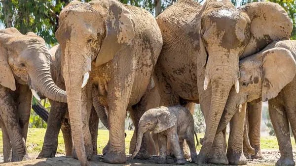 Pink Elephant Pink Elephant