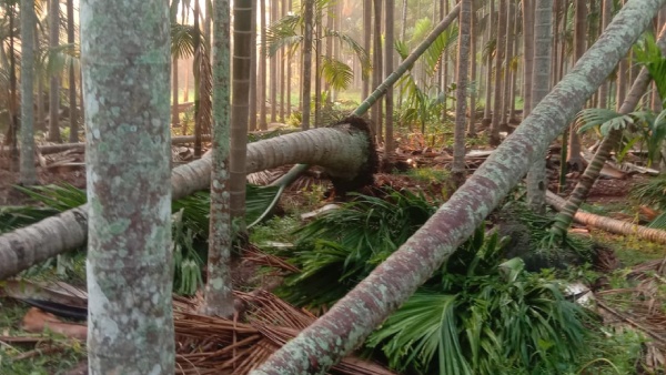 Shivamogga Storm amp amp Heavy Rain Arecanut Farms Destroyed Farmers Face Huge Loss Video Viral Shivamogga Storm amp amp Heavy Rain Arecanut Farms Destroyed Farmers Face Huge Loss Video Viral