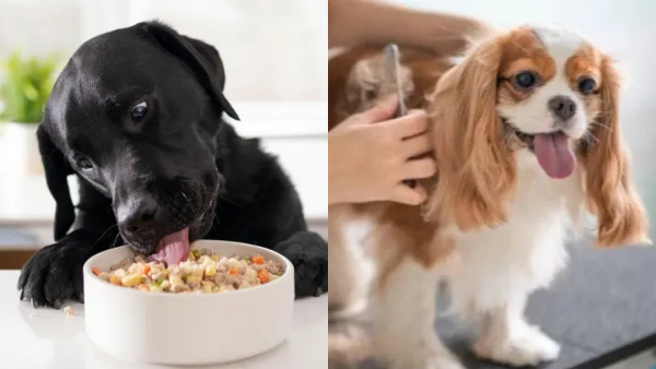 Summer Pet Care Tips