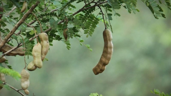 Tamarind Plantation Drive Forest Department s Plan to Boost Health Nutrition and Green Cover Tamarind Plantation Drive Forest Department s Plan to Boost Health Nutrition and Green Cover