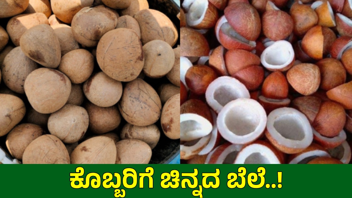 Copra: ತಿಪಟೂರು ತೆಂಗು ಬೆಳೆಗಾರರಿಗೆ ಬಂಪರ್: ನಾಗಾಲೋಟದಲ್ಲಿ ಉಂಡೆ ಕೊಬ್ಬರಿ ದರ
