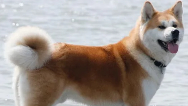 Top 10 Most Expensive Dog