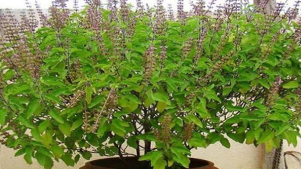Tulsi Leaves Turning Yellow Follow These Expert Care Tips Immediately Know Complete details