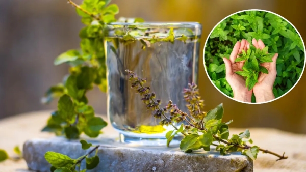 Tulsi Oil Benefits Tulsi Oil Benefits