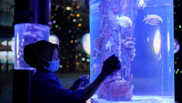 Why Aquarium Fish Die