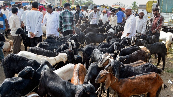 Bakrid Bakrid