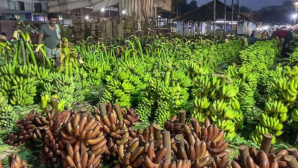Banana Capital of India