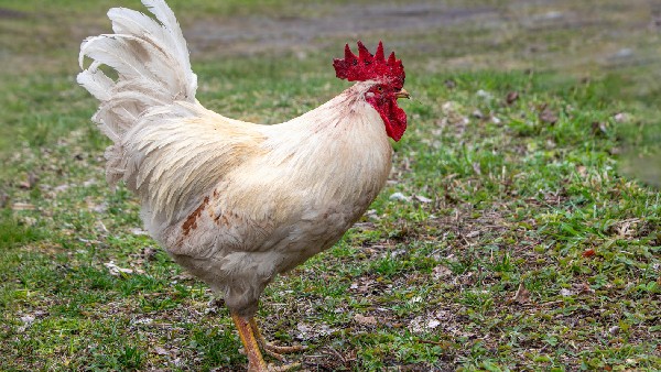 Chicken