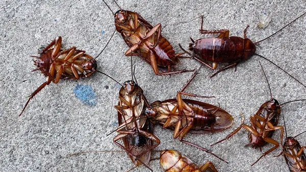 Get Rid of Cockroaches