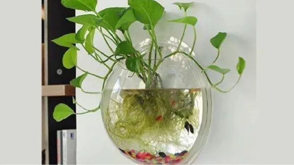 How To Grow Money Plant